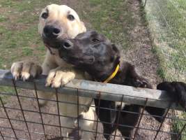 Racing Greyhound Puppies