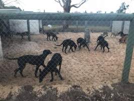 Racing Greyhound Puppies