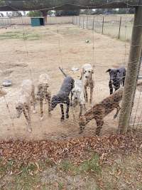 Racing Greyhound Puppies