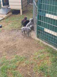 Racing Greyhound Puppies