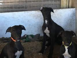 Racing Greyhound Puppies