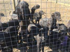 Racing Greyhound Puppies