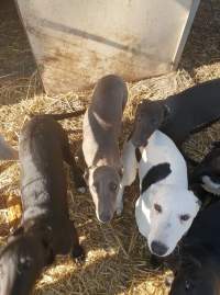 Racing Greyhound Puppies