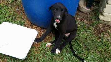 Racing Greyhound Puppies