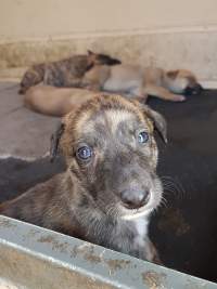 Racing Greyhound Puppies