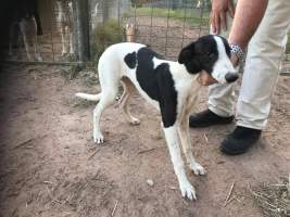 Racing Greyhound Puppies