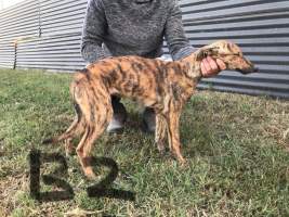 Racing Greyhound Puppies