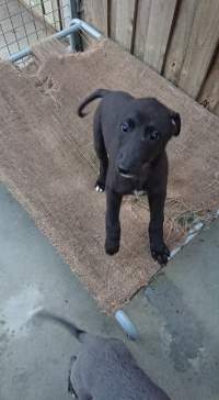 Racing Greyhound Puppies