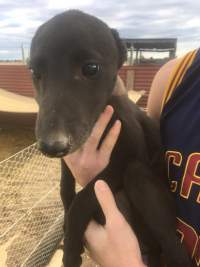 Racing Greyhound Puppies