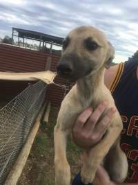 Racing Greyhound Puppies