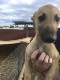 Racing Greyhound Puppies