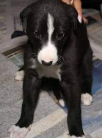 Racing Greyhound Puppies