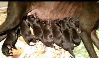 Racing Greyhound Puppies - Greyhound puppies suckling from their Mum in a whelping box.