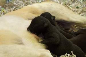 Racing Greyhounds - Greyhound puppies suckling from their Mum.