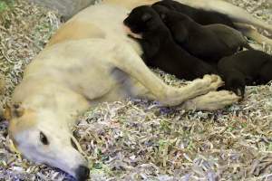 Racing Greyhounds - Greyhound Mum with her puppies in a whelping box.