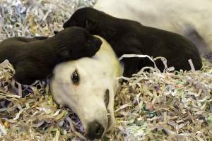 Racing Greyhounds - Greyhound Mum with her puppies in a whelping box.