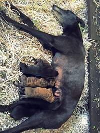 Racing Greyhounds - Greyhound Mum with her puppies in a whelping box.