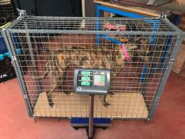 Racing Greyhounds - A greyhound being weighed.