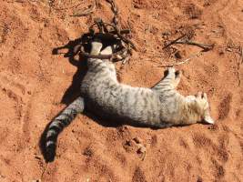 Wild Cat - A wild cat has been caught in leg-hold trap, which was intended to catch a dingo or wild dog.