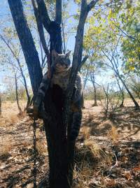 Wild Cat - A wild cat has been caught in leg-hold trap, which was intended to catch a dingo or wild dog.