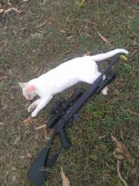 Wild Cat - A wild cat has been shot by a hunter.