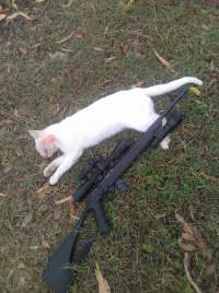 Wild Cat - A wild cat has been shot by a hunter.
