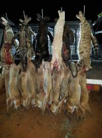 Wild Cat - Dead cats and foxes have been strung up on the back of a hunters' ute.