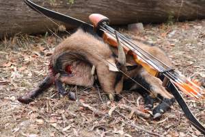 Bowhunting - Wild Goats - Bowhunting is a type of archery where bows (compound, longbow or recurved) and arrows with a ‘broadhead’ are used to hunt land game animals.
Bowhunting is a notoriously cruel pursuit; clean and quick deaths resulting from a broadhead arrow penetrating the heart or major blood vessels are rare. Most animals will be initially wounded and then die hours, days or even weeks later from haemorrhaging or infections.
Tasmania is the only jurisdiction where bowhunting is illegal. On mainland Australia, it is legal to bowhunt declared game or pest animals on private property (provided appropriate permission has been granted) and on specified Crown Land and State forest areas.