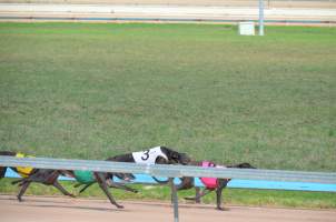 Greyhound Racing - Captured at Maitland Greyhounds, South Maitland NSW Australia.