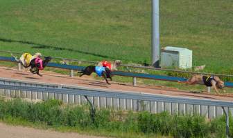 Greyhound Racing - Captured at Maitland Greyhounds, South Maitland NSW Australia.