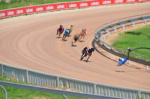 Greyhound Racing - Captured at Maitland Greyhounds, South Maitland NSW Australia.