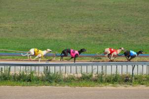 Greyhound Racing - Captured at Maitland Greyhounds, South Maitland NSW Australia.