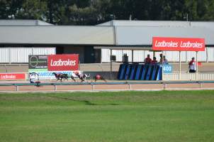 Greyhound Racing - Captured at Maitland Greyhounds, South Maitland NSW Australia.