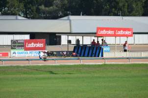 Greyhound Racing - Captured at Maitland Greyhounds, South Maitland NSW Australia.