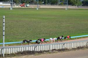 Greyhound Racing - Captured at Maitland Greyhounds, South Maitland NSW Australia.