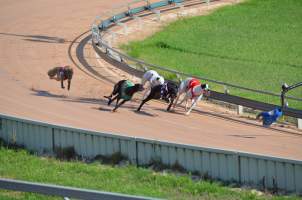 Greyhound Racing - Captured at Maitland Greyhounds, South Maitland NSW Australia.