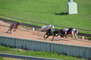 Greyhound Racing - Captured at Maitland Greyhounds, South Maitland NSW Australia.