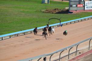 Greyhound Racing - Captured at Maitland Greyhounds, South Maitland NSW Australia.