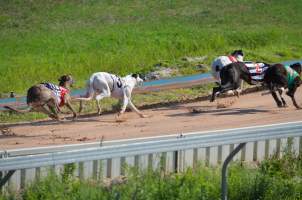 Greyhound Racing - Captured at Maitland Greyhounds, South Maitland NSW Australia.