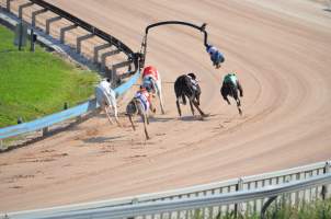 Greyhound Racing - Captured at Maitland Greyhounds, South Maitland NSW Australia.