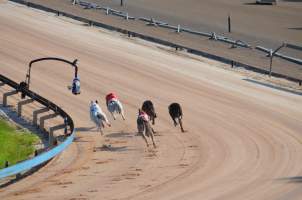 Greyhound Racing - Captured at Maitland Greyhounds, South Maitland NSW Australia.