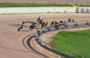 Greyhound Racing - Captured at Maitland Greyhounds, South Maitland NSW Australia.