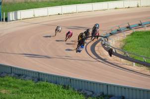 Greyhound Racing - Captured at Maitland Greyhounds, South Maitland NSW Australia.