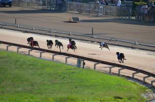 Greyhound Racing - Captured at Maitland Greyhounds, South Maitland NSW Australia.