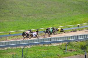 Greyhound Racing - Captured at Maitland Greyhounds, South Maitland NSW Australia.