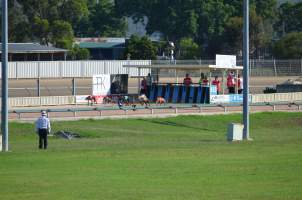 Greyhound Racing - Captured at Maitland Greyhounds, South Maitland NSW Australia.