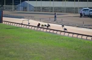 Greyhound Racing - Captured at Maitland Greyhounds, South Maitland NSW Australia.