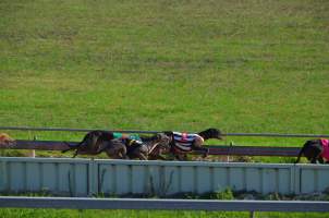 Greyhound Racing - Captured at Maitland Greyhounds, South Maitland NSW Australia.