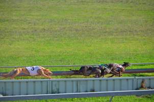 Greyhound Racing - Captured at Maitland Greyhounds, South Maitland NSW Australia.