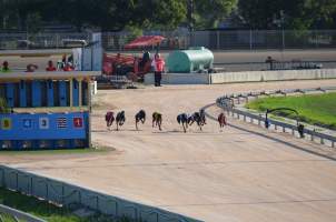 Greyhound Racing - Captured at Maitland Greyhounds, South Maitland NSW Australia.